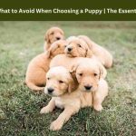 What to Avoid When Choosing a Puppy