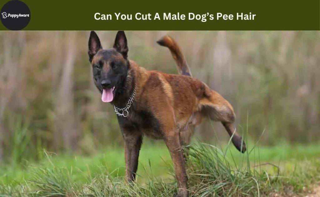 Can You Cut A Male Dog’s Pee Hair