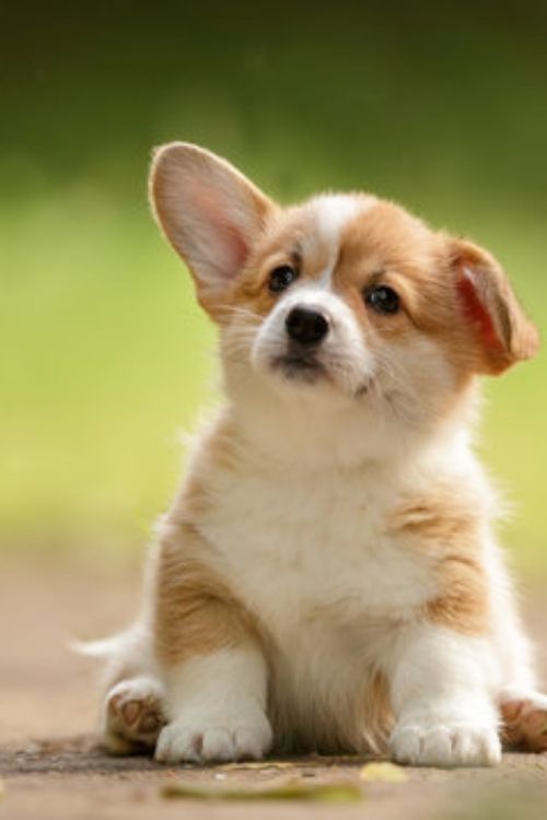 Cute Puppy Names