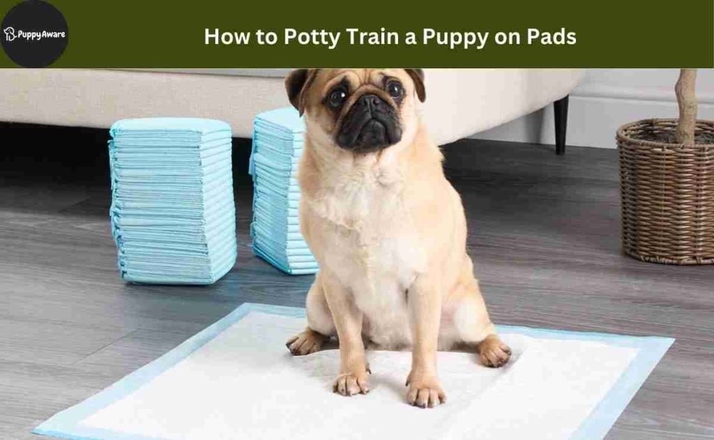 How to Potty Train a Puppy on Pads