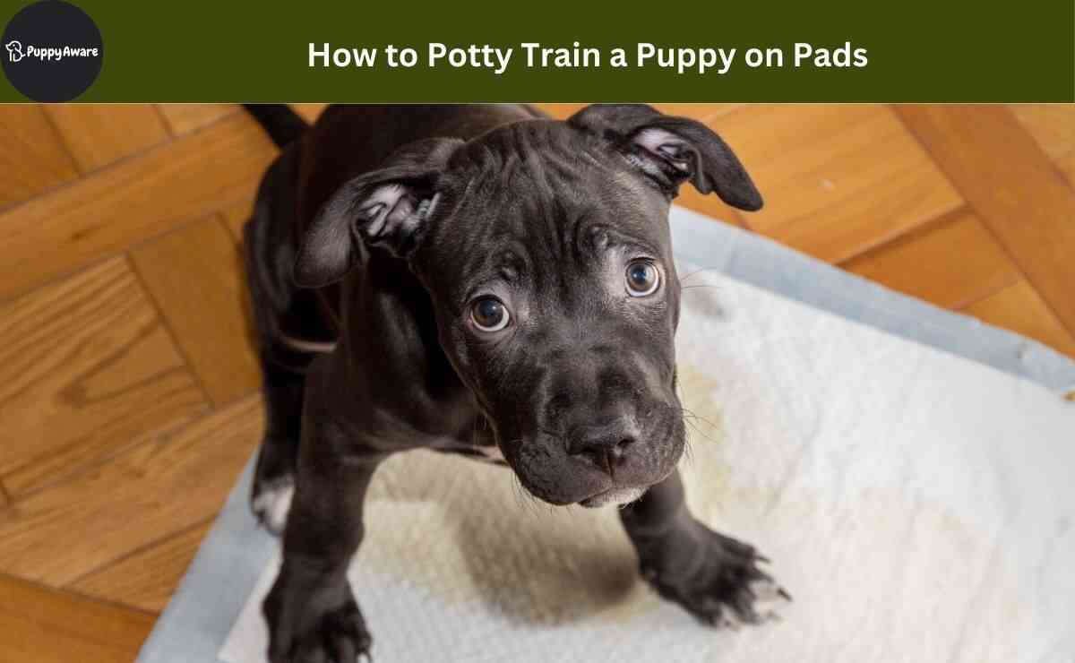 How to Potty Train a Puppy on Pads