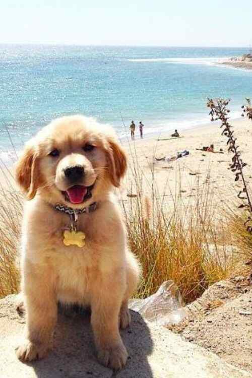 Nature Inspired Puppy Names