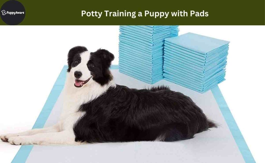 Potty training a puppy with pads