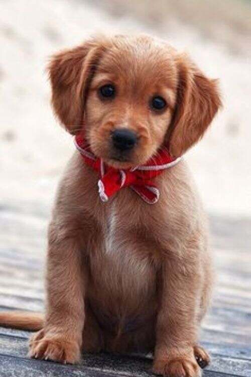 Trendy Puppy Names