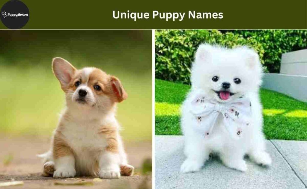 Unique Puppy Names