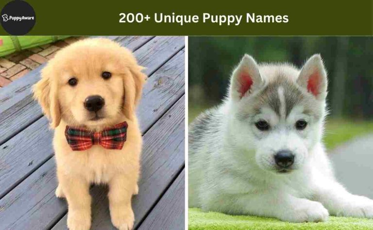 Unique Puppy Names