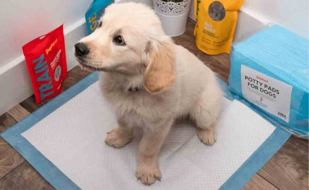 Puppy pad training
