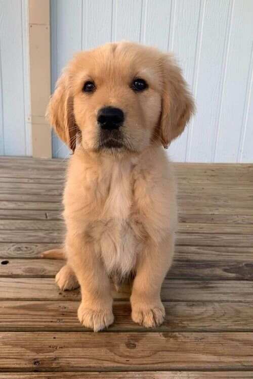 Unique puppy dog names