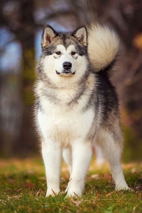 Alaskan Malamute