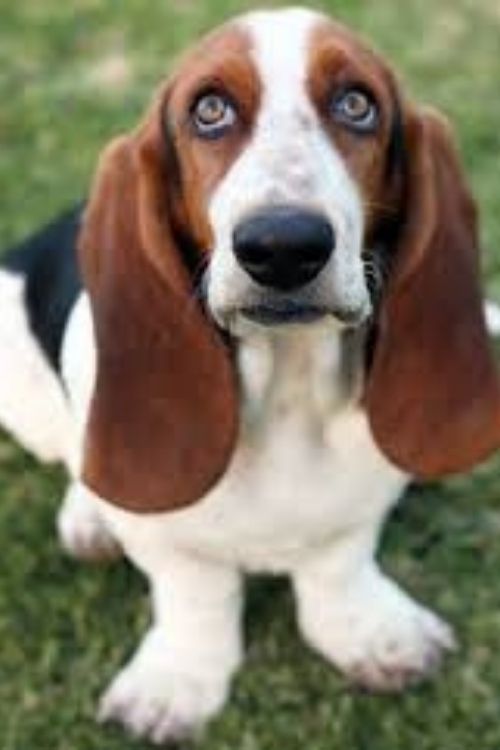 Basset Hound