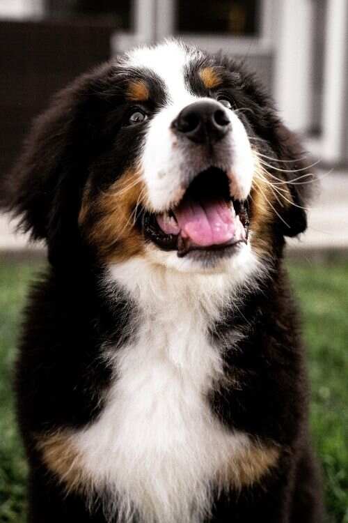 Bernese Mountain Dog