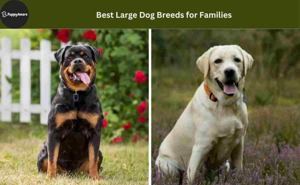 Best Large Dog Breeds for Families