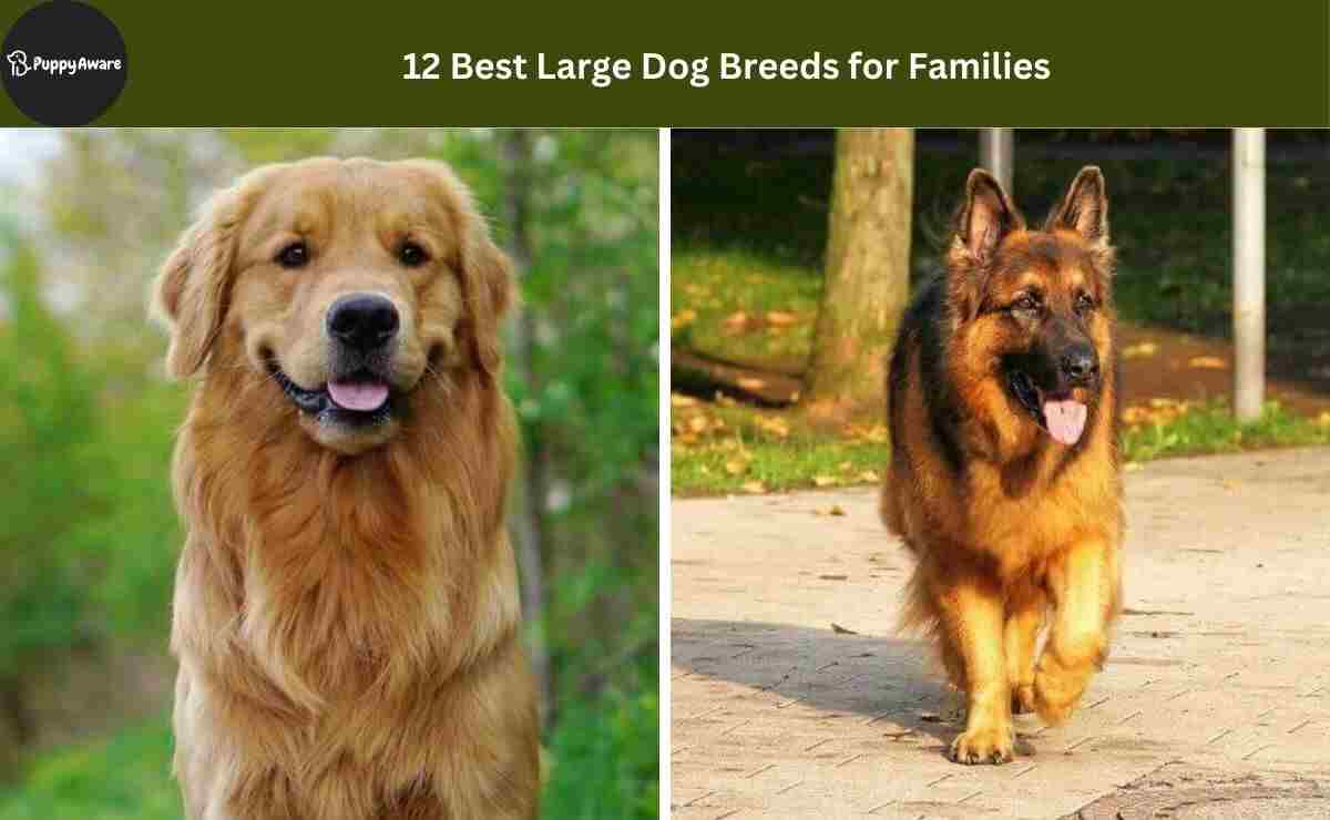 Best Large Dog Breeds for Families