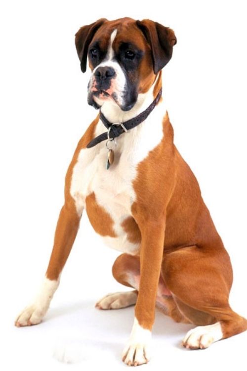 Boxer