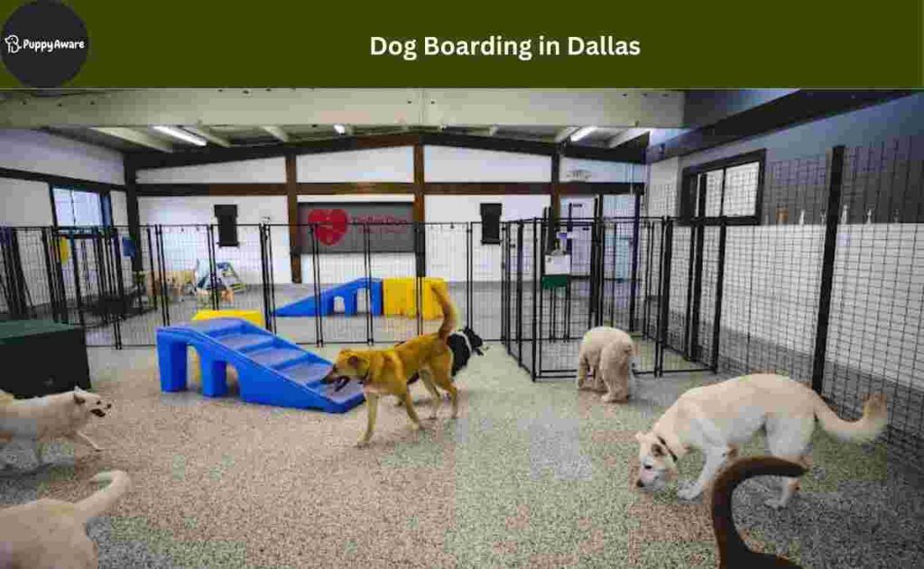 Dog Boarding in Dallas