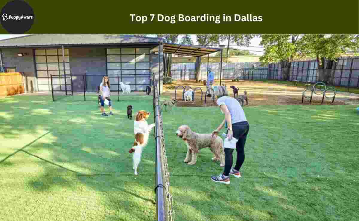 Dog Boarding in Dallas