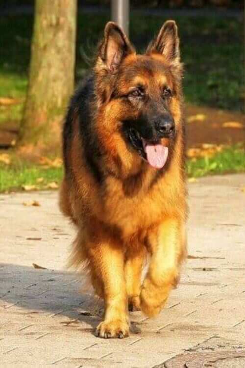German Shepherd