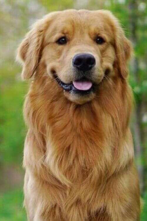 Golden Retriever