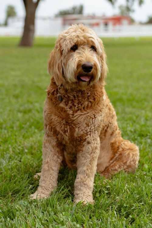 Goldendoodle