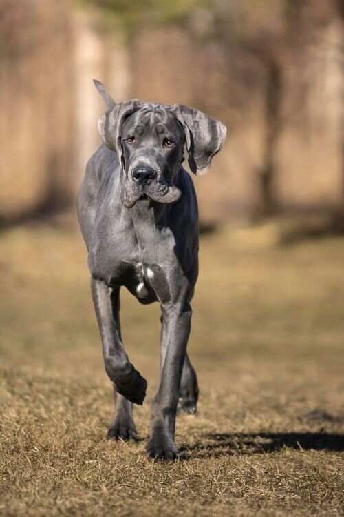Great Dane