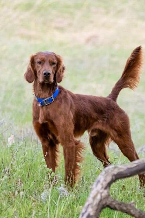 Irish Setter