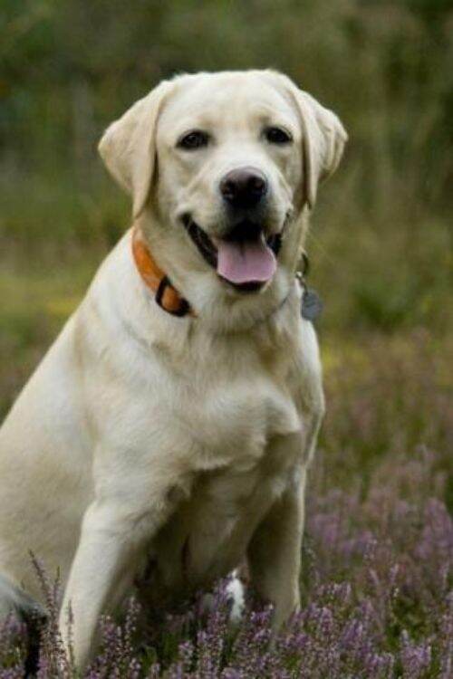 Labrador Retriever