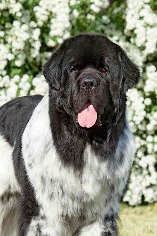 Newfoundland