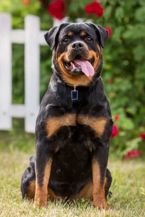 Rottweiler