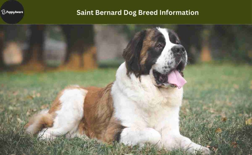 Saint Bernard Dog Breed