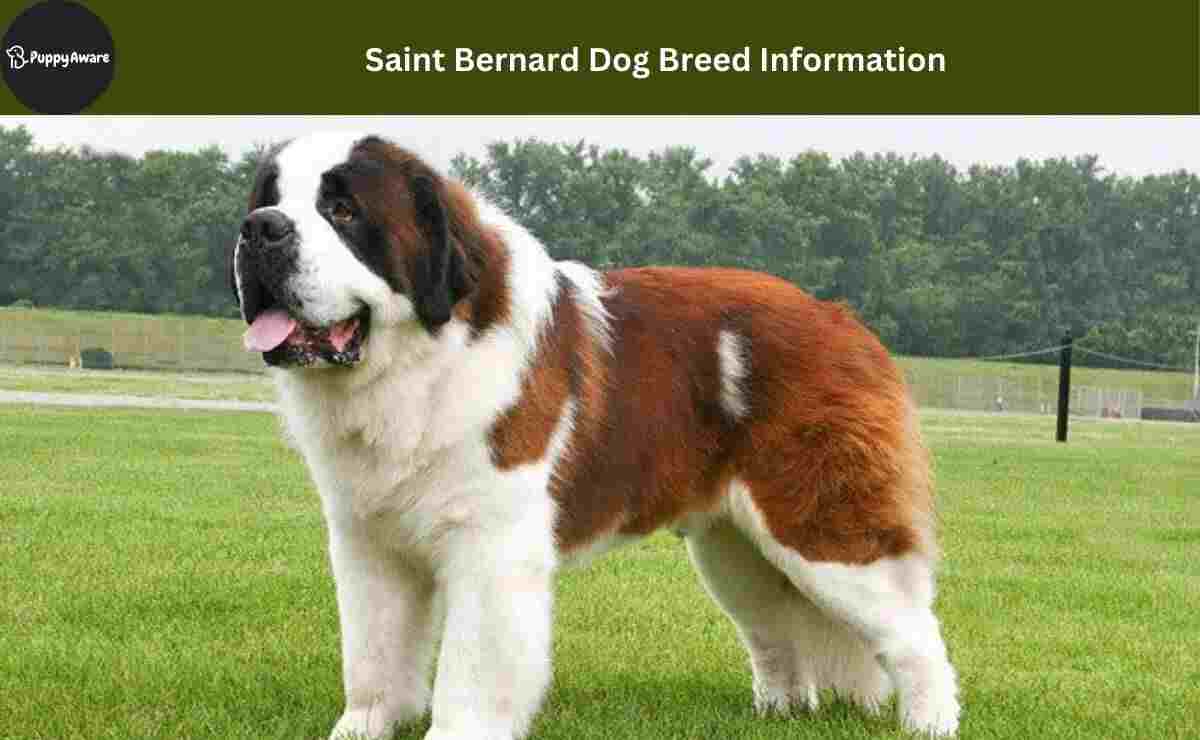 Saint Bernard Dog Breed Information