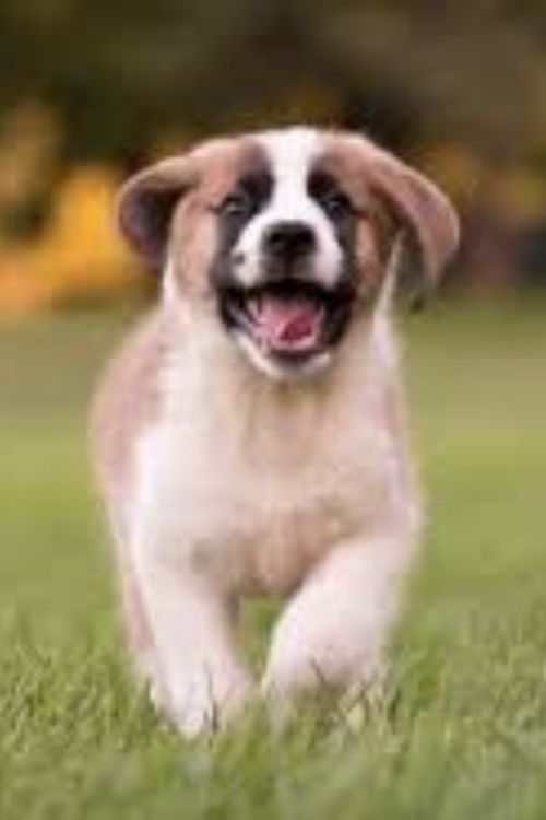 Saint Bernard Dog Breeds Info
