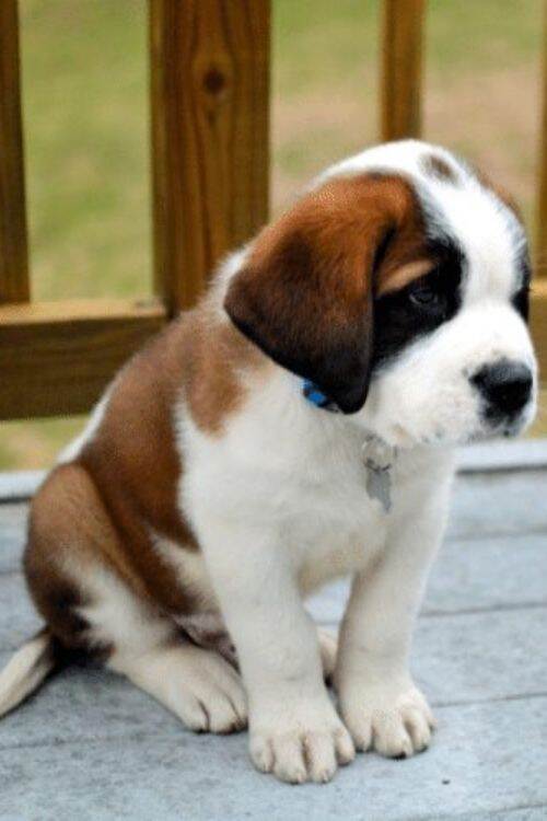 Saint Bernard Dog Breeds