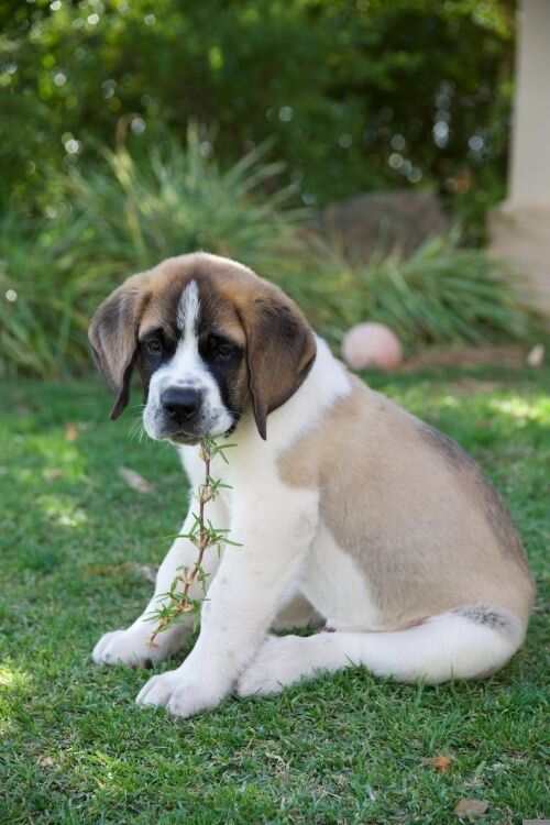 Saint Bernard Dog Puppy