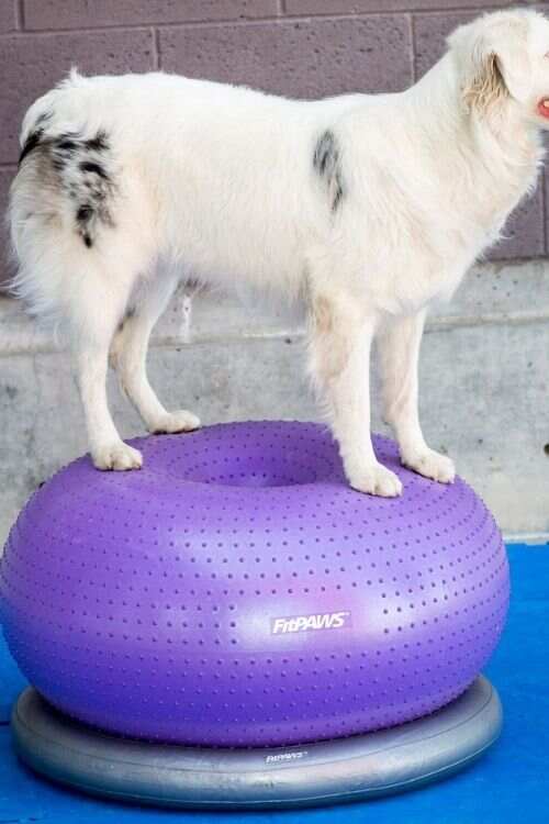Balance Games for dogs