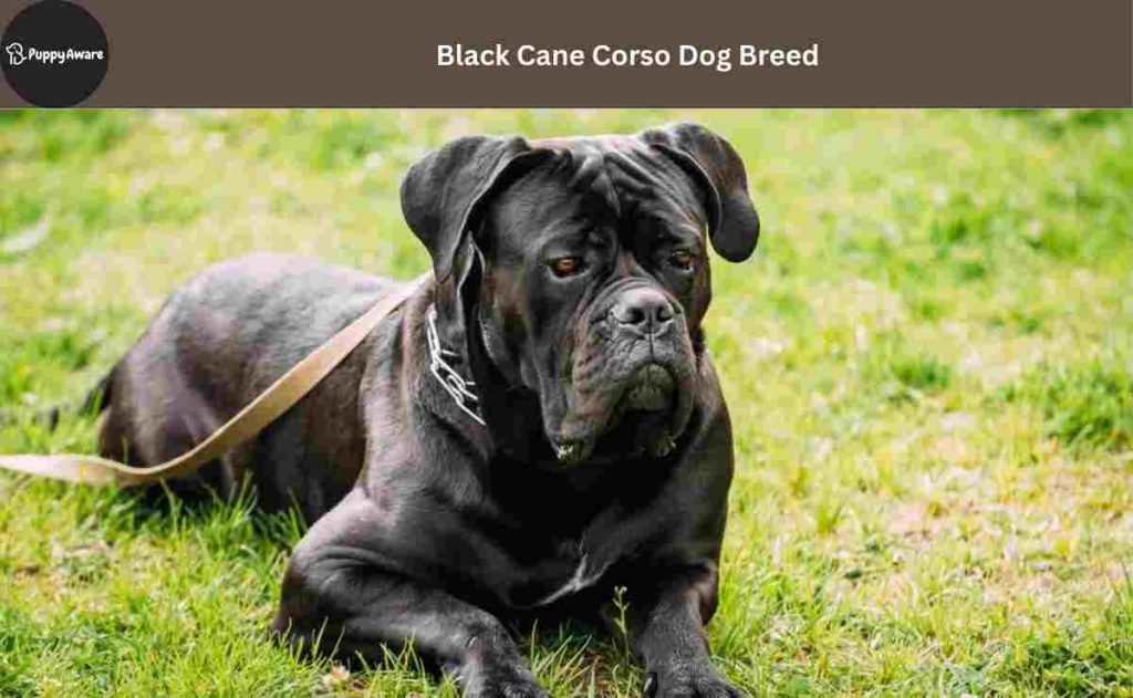 Black Cane Corso Dog Breed Info