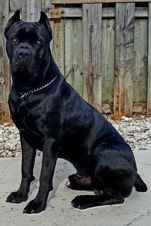 Black Cane Corso Dog Breed