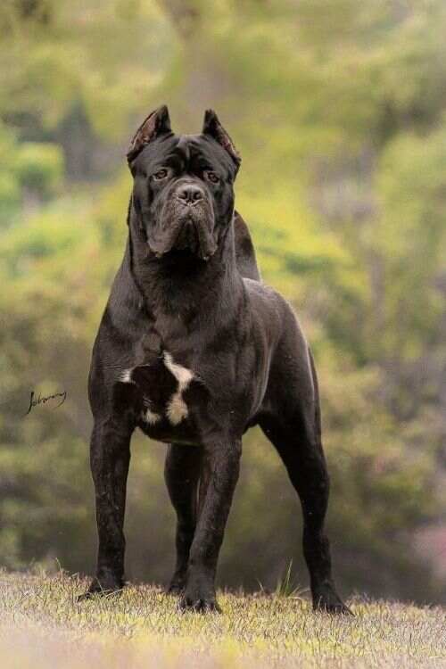 Cane Corso Dog Breed