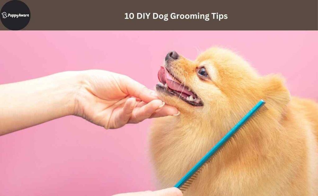 DIY Dog Grooming Tips