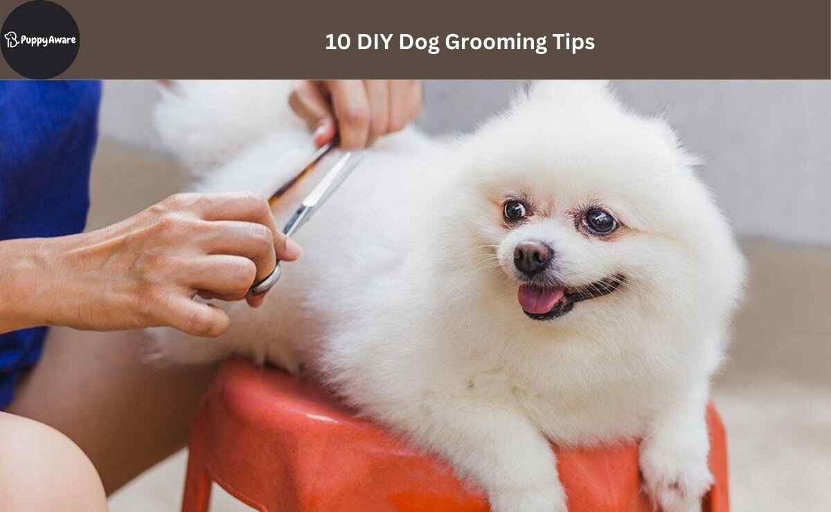 DIY Dog Grooming Tips