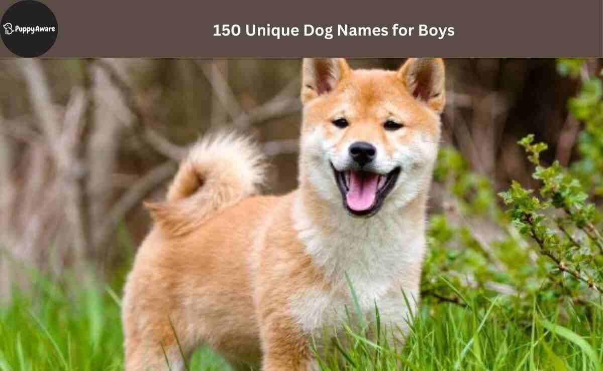 Dog Names for Boys