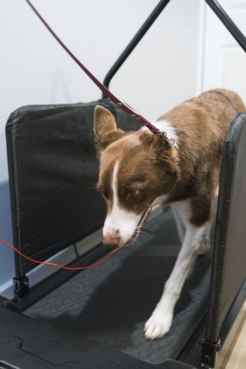 Dog Walk on the Treadmill