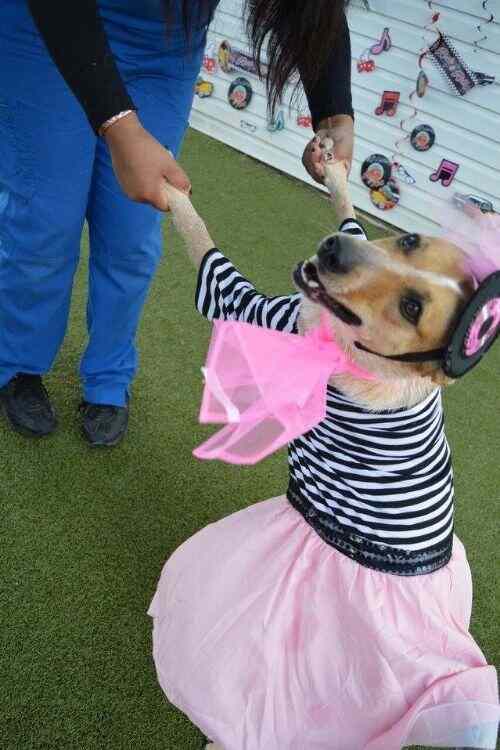 Doggie Dance Party