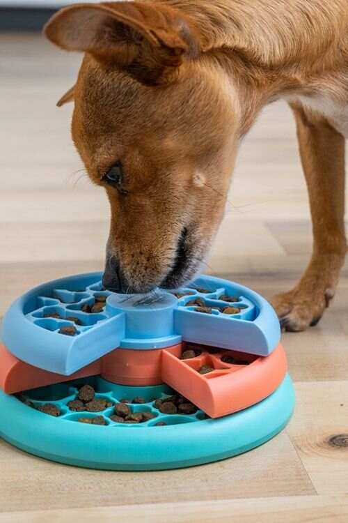 Food Puzzle Games for Dogs