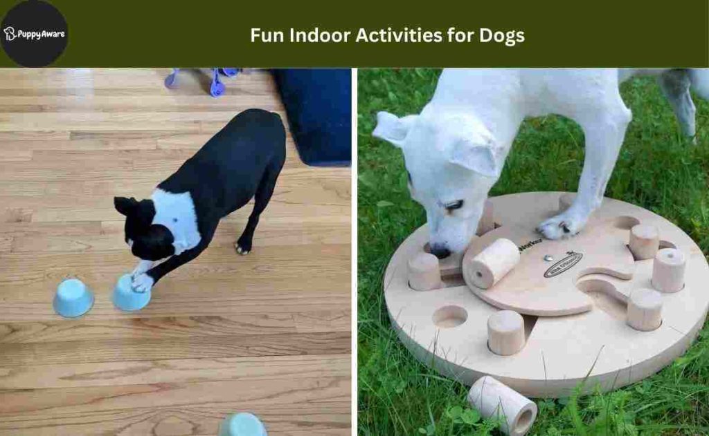 Fun Indoor Activities for Dog