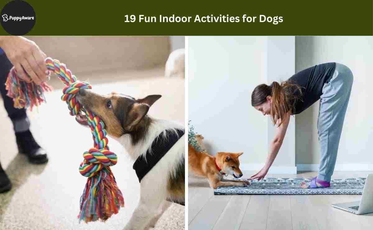 Fun Indoor Activities for Dog