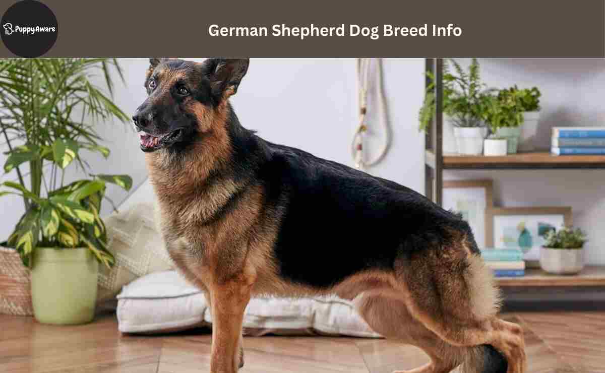 German Shepherd Dog Breed Info