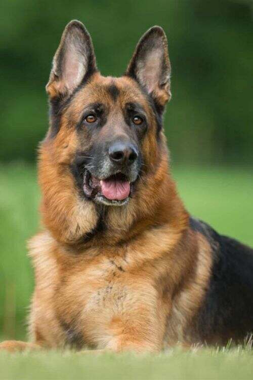 German Shepherd Dog Breed Information