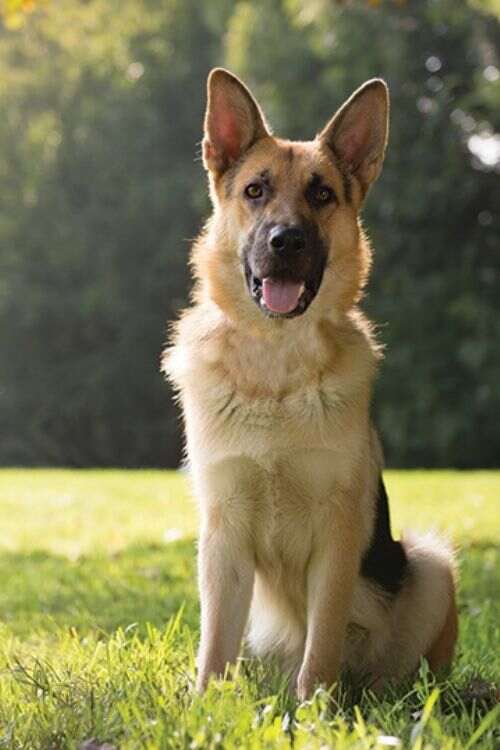 German Shepherd Dog Breed