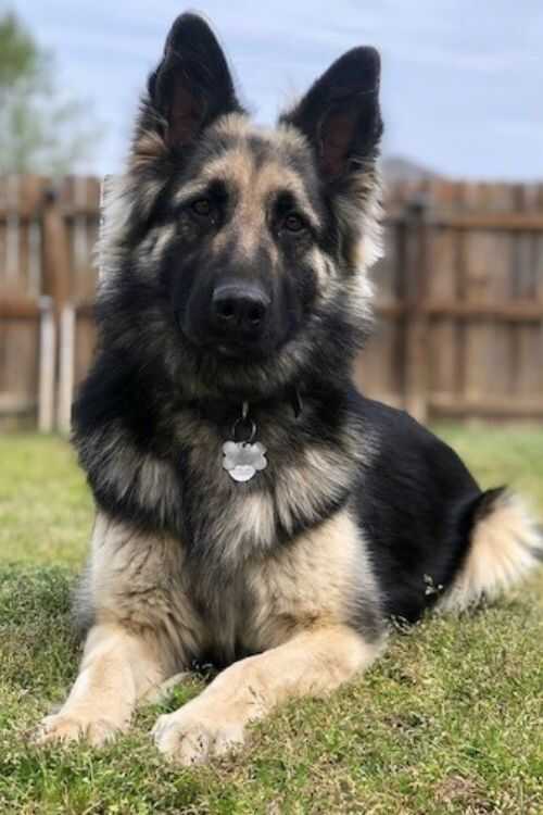 German Shepherd Dog Puppy