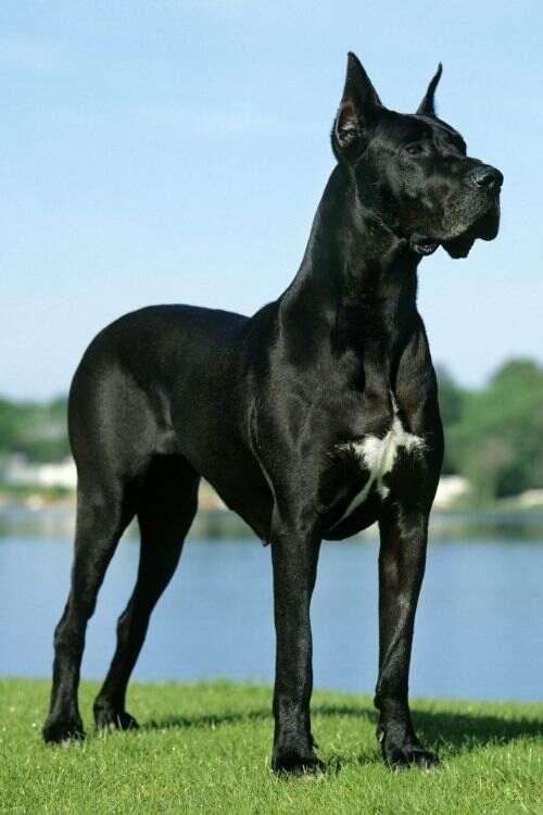 Great Dane Dog Breed Info